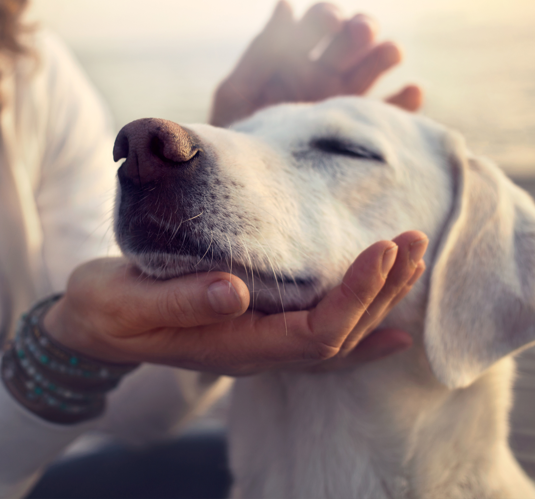 犬の困った行動は 幸せの法則に沿った ほめる と 叱る で解決できる サンクチュアリ出版 ほんよま