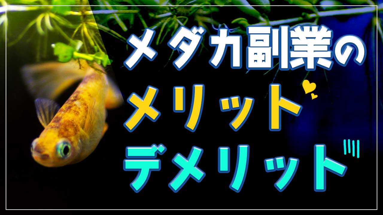 メダカ副業の8つのメリット、そして2つデメリット | サンクチュアリ出版 ほんよま